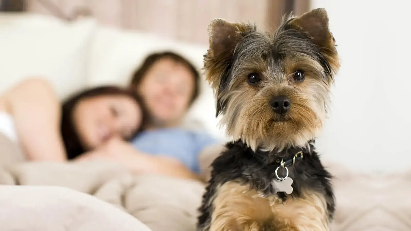 Dog‑friendly amenities provided through the PetStay program at Caesars Palace