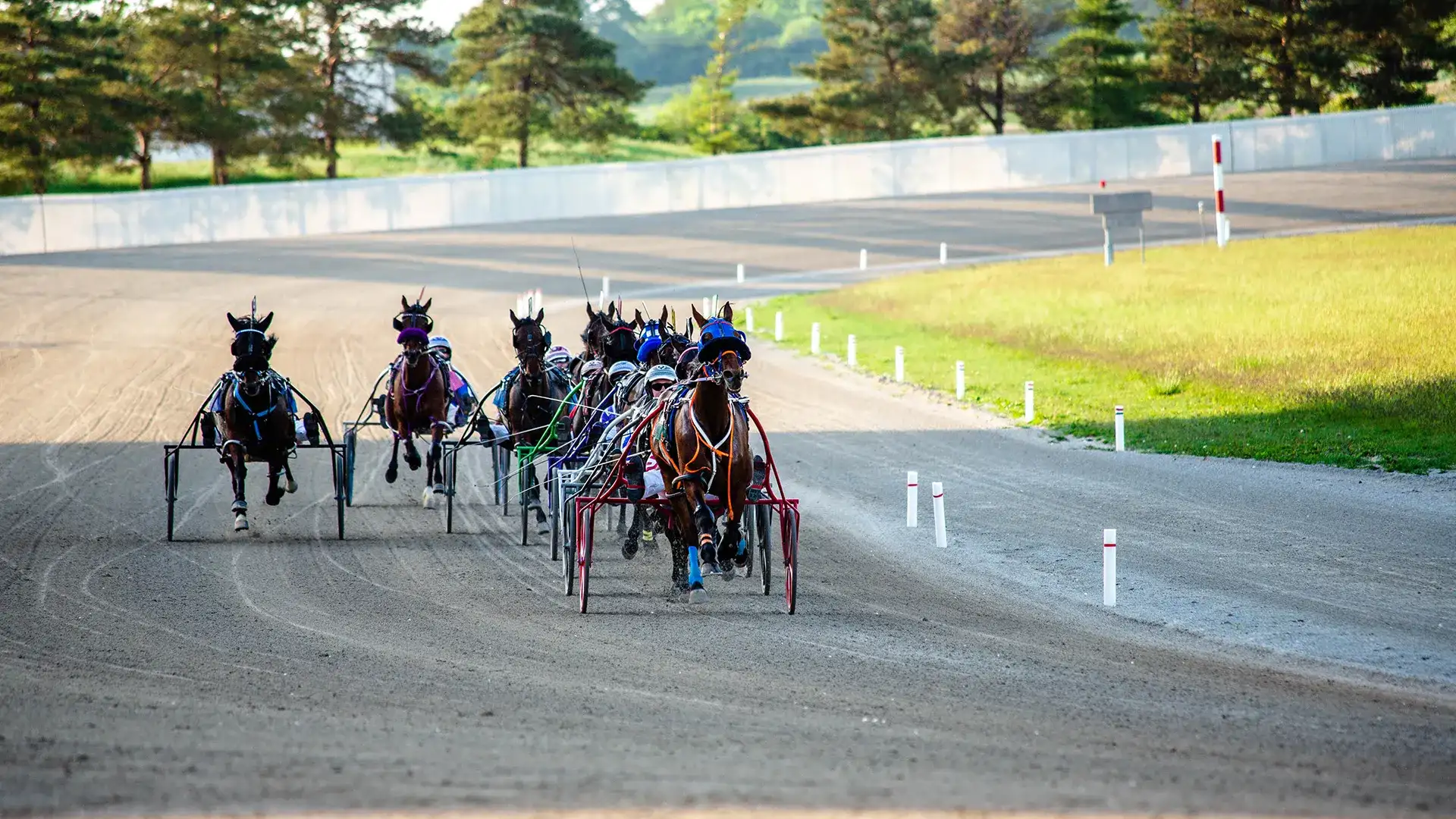 Horses racing down the track at Scioto Downs with trees and grass in the background.