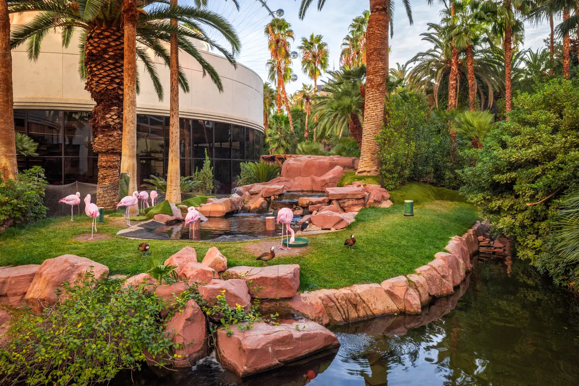 Early morning view of the Flamingo Wildlife Habitat with minimal crowds